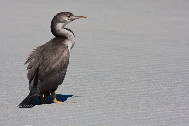Spotted Cormorant On Beach